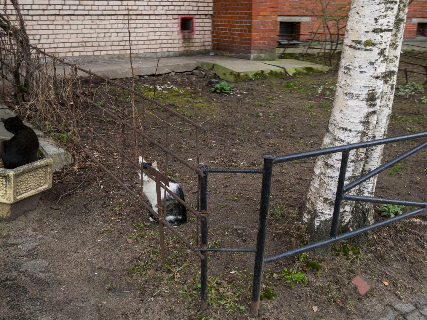 I'M THANKFUL FOR TODAY | Санкт-Петербург | Saint Petersburg, 2020.